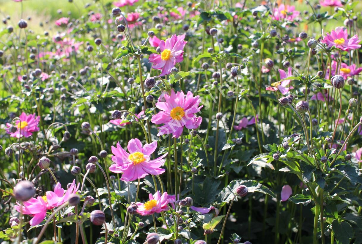 Sasanka hupejská 'Serenade' - Anemone hupehensis 'Serenade'