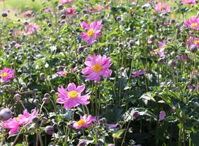 Sasanka hupejská 'Serenade' - Anemone hupehensis 'Serenade'