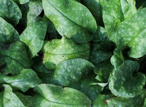 Plicník skvrnitý 'Smokey Blue' - Pulmonaria saccharata 'Smokey Blue'