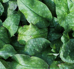 Plicník skvrnitý 'Smokey Blue' - Pulmonaria saccharata 'Smokey Blue'