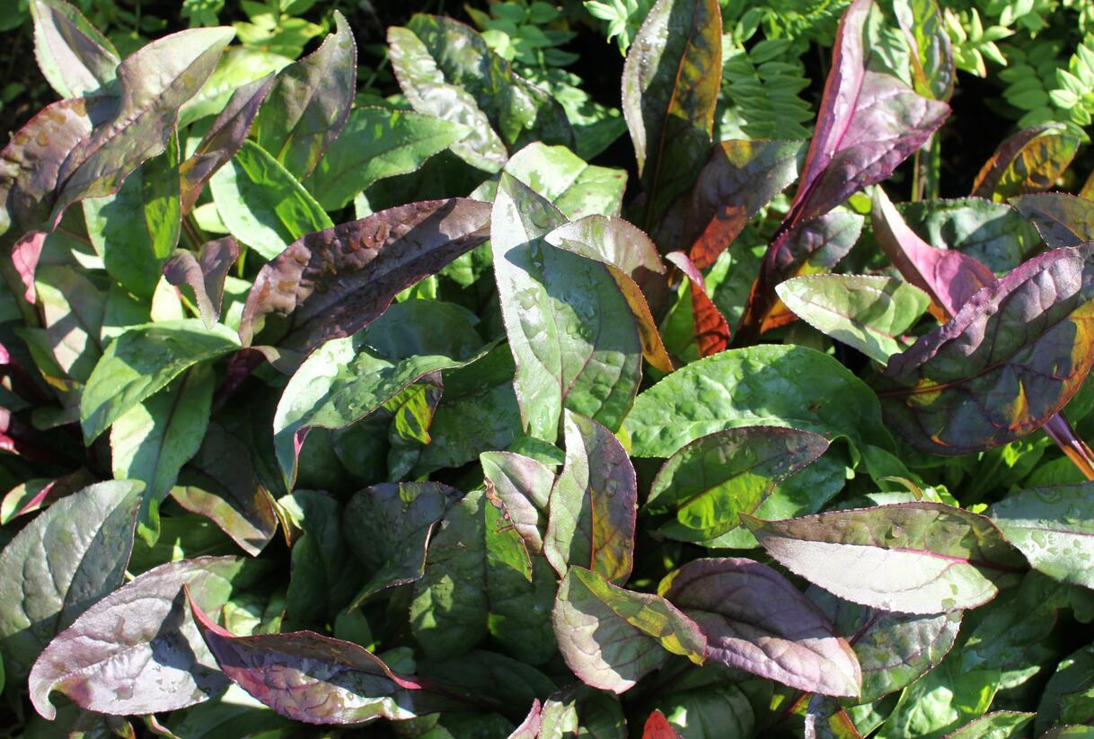 Dračík 'Husker Red' - Penstemon digitalis 'Husker Red'