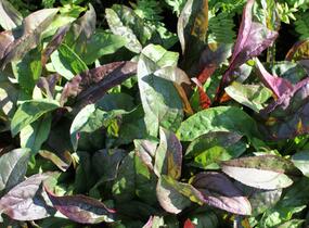 Dračík 'Husker Red' - Penstemon digitalis 'Husker Red'