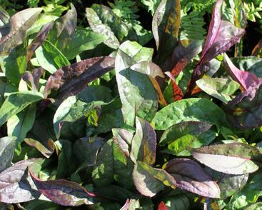 Dračík 'Husker Red'