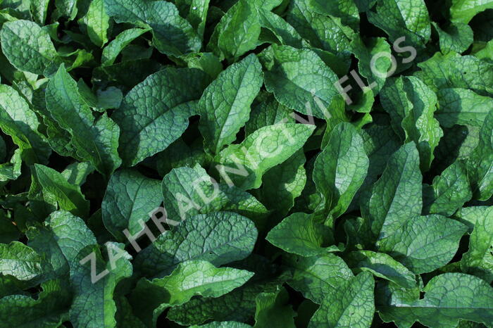 Kostival velkokvětý - Symphytum grandiflorum