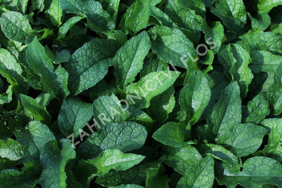 Kostival velkokvětý - Symphytum grandiflorum