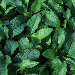 Kostival velkokvětý - Symphytum grandiflorum