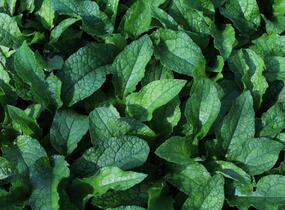 Kostival velkokvětý - Symphytum grandiflorum