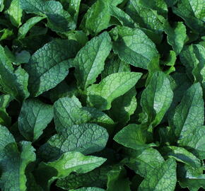 Kostival velkokvětý - Symphytum grandiflorum