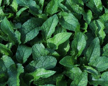 Kostival velkokvětý