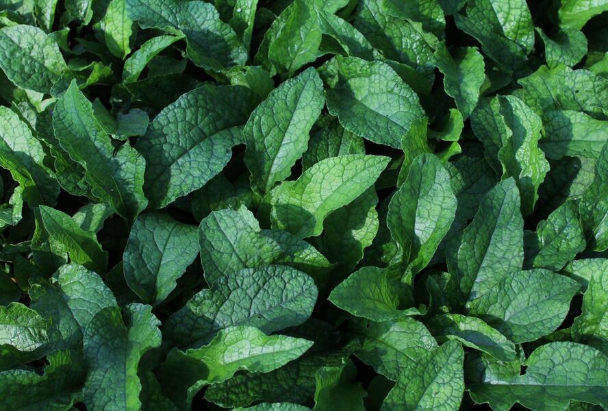 Kostival velkokvětý - Symphytum grandiflorum