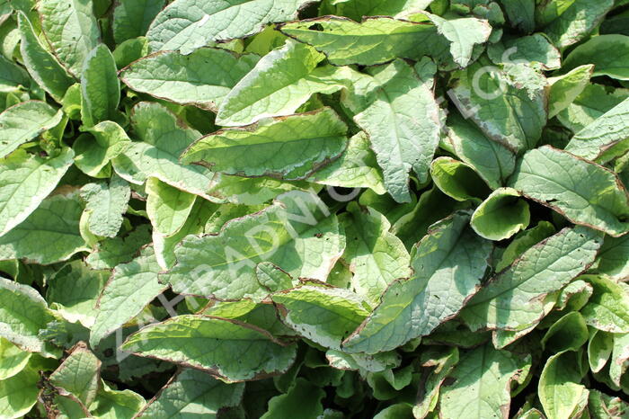 Kostival velkokvětý 'Goldsmith' - Symphytum grandiflorum 'Goldsmith'