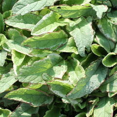 Kostival velkokvětý 'Goldsmith' - Symphytum grandiflorum 'Goldsmith'