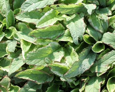 Kostival velkokvětý 'Goldsmith'