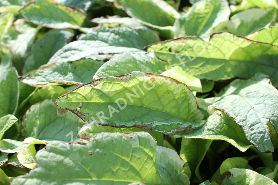 Kostival velkokvětý 'Goldsmith' - Symphytum grandiflorum 'Goldsmith'