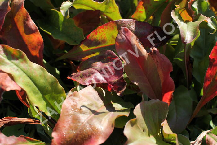 Limonka širokolistá - Limonium latifolium