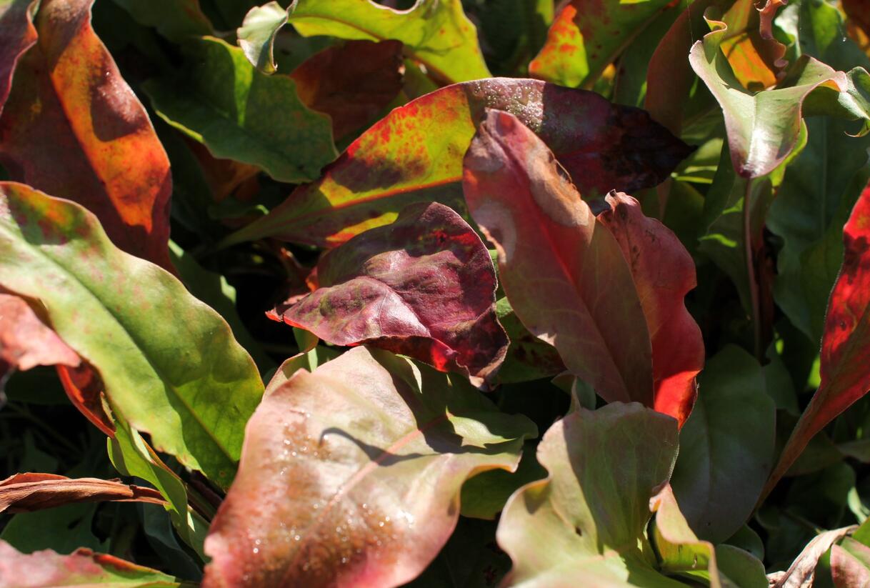 Limonka širokolistá - Limonium latifolium