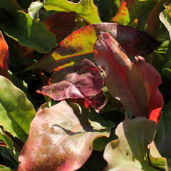 Limonka širokolistá - Limonium latifolium