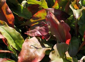 Limonka širokolistá - Limonium latifolium