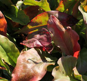 Statice širokolistá - Limonium latifolium