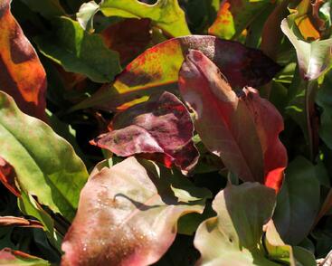 Limonka širokolistá