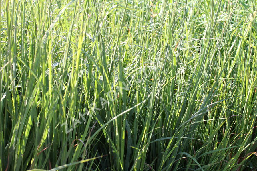 Bezkolenec modrý 'Dauerstrahl' - Molinia caerulea 'Dauerstrahl'