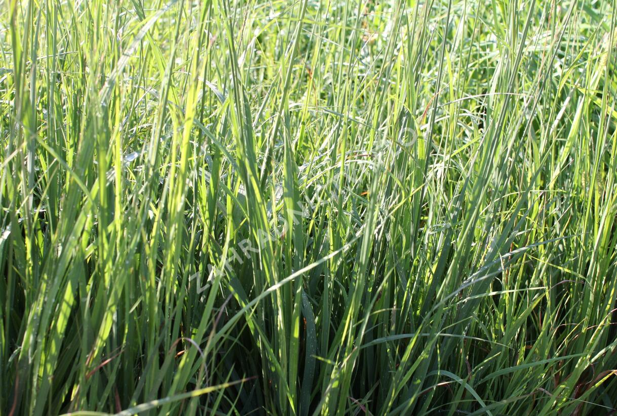 Bezkolenec modrý 'Dauerstrahl' - Molinia caerulea 'Dauerstrahl'