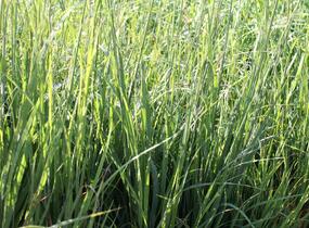 Bezkolenec modrý 'Dauerstrahl' - Molinia caerulea 'Dauerstrahl'