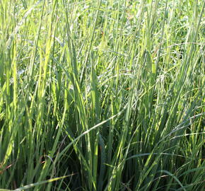 Bezkolenec modrý 'Dauerstrahl' - Molinia caerulea 'Dauerstrahl'