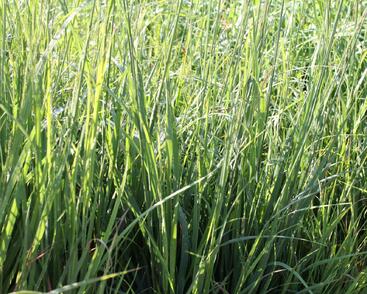 Bezkolenec modrý 'Dauerstrahl'