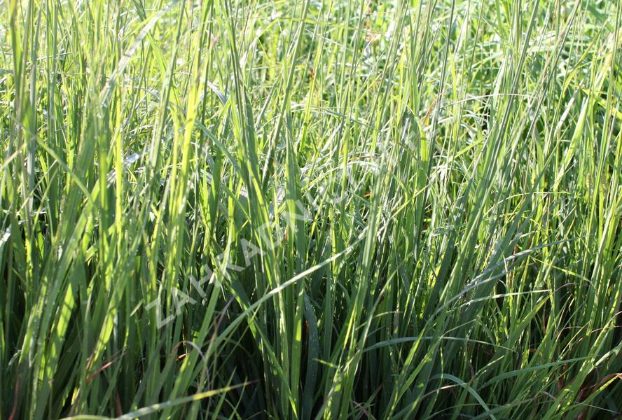 Bezkolenec modrý 'Dauerstrahl' - Molinia caerulea 'Dauerstrahl'