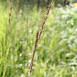 Bezkolenec modrý 'Dauerstrahl' - Molinia caerulea 'Dauerstrahl'