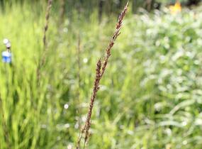Bezkolenec modrý 'Dauerstrahl' - Molinia caerulea 'Dauerstrahl'