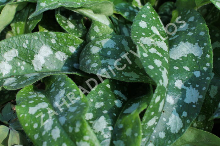 Plicník 'Trevi Fountains' - Pulmonaria hybrida 'Trevi Fountains'