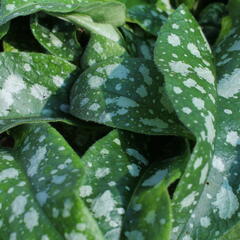 Plicník 'Trevi Fountains' - Pulmonaria hybrida 'Trevi Fountains'