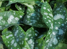 Plicník 'Trevi Fountains' - Pulmonaria hybrida 'Trevi Fountains'