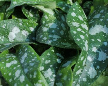 Plicník 'Trevi Fountains'