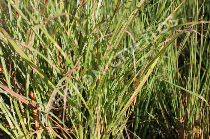 Ozdobnice čínská 'Zebrinus' - Miscanthus sinensis 'Zebrinus'