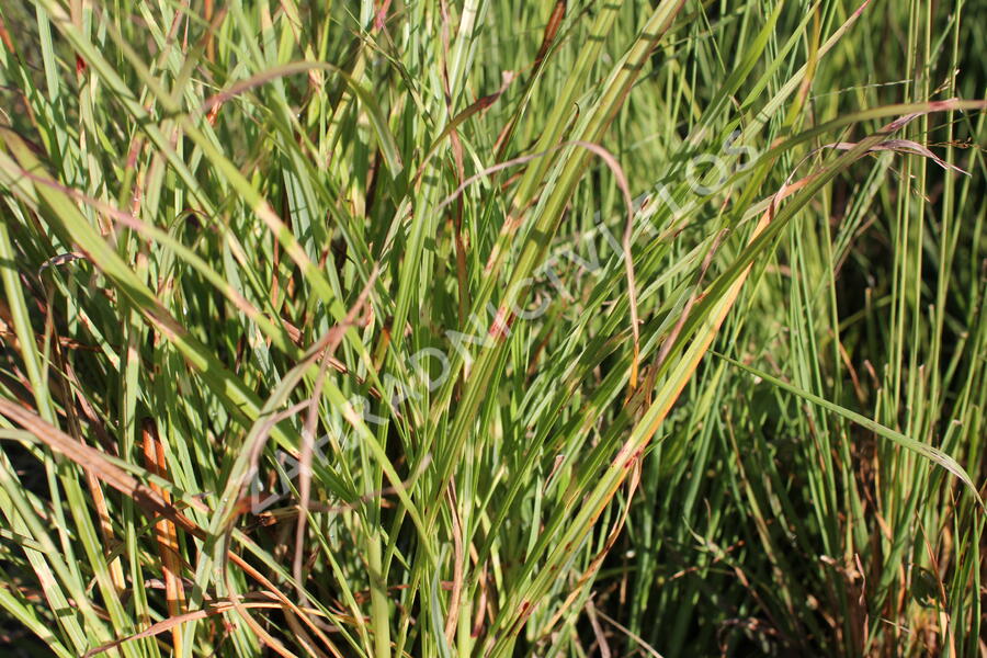 Ozdobnice čínská 'Zebrinus' - Miscanthus sinensis 'Zebrinus'