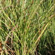 Ozdobnice čínská 'Zebrinus' - Miscanthus sinensis 'Zebrinus'