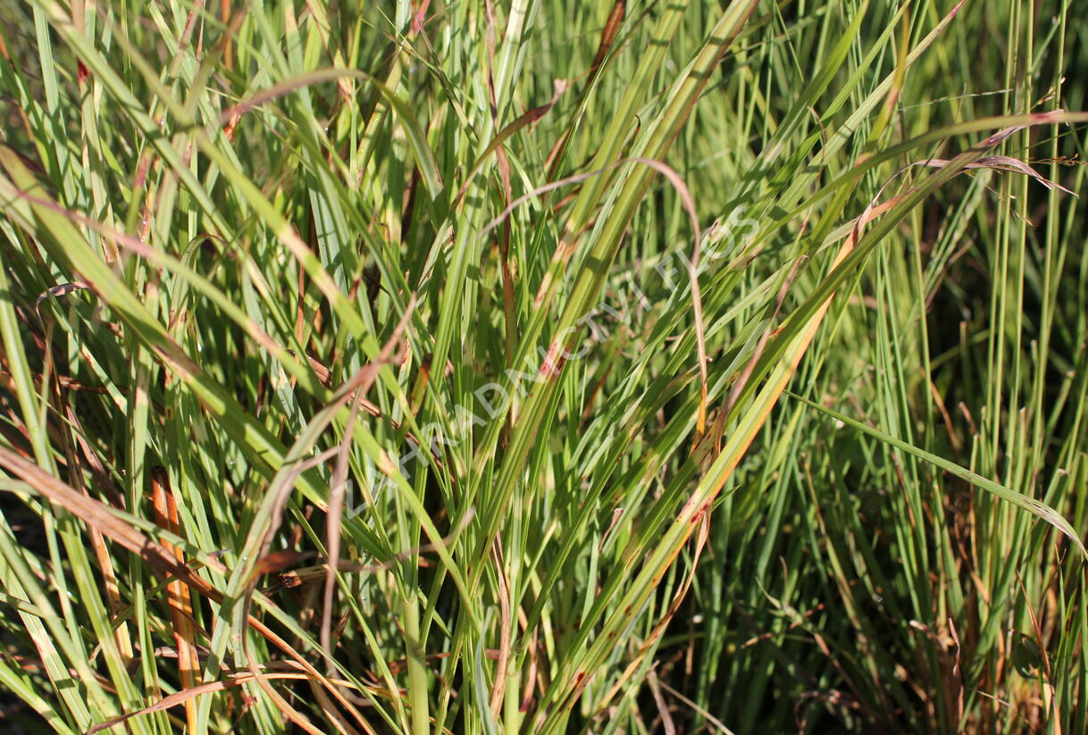 Ozdobnice čínská 'Zebrinus' - Miscanthus sinensis 'Zebrinus'