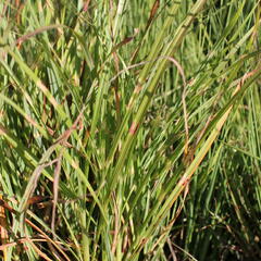 Ozdobnice čínská 'Zebrinus' - Miscanthus sinensis 'Zebrinus'
