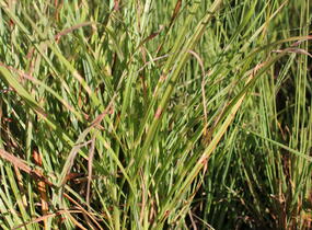 Ozdobnice čínská 'Zebrinus' - Miscanthus sinensis 'Zebrinus'
