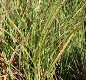 Ozdobnice čínská 'Zebrinus' - Miscanthus sinensis 'Zebrinus'