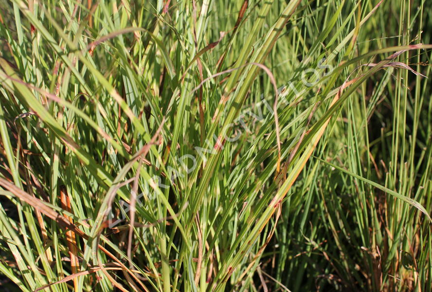 Ozdobnice čínská 'Zebrinus' - Miscanthus sinensis 'Zebrinus'