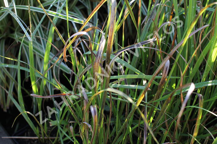 Bezkolenec modrý 'Cordoba' - Molinia caerulea 'Cordoba'