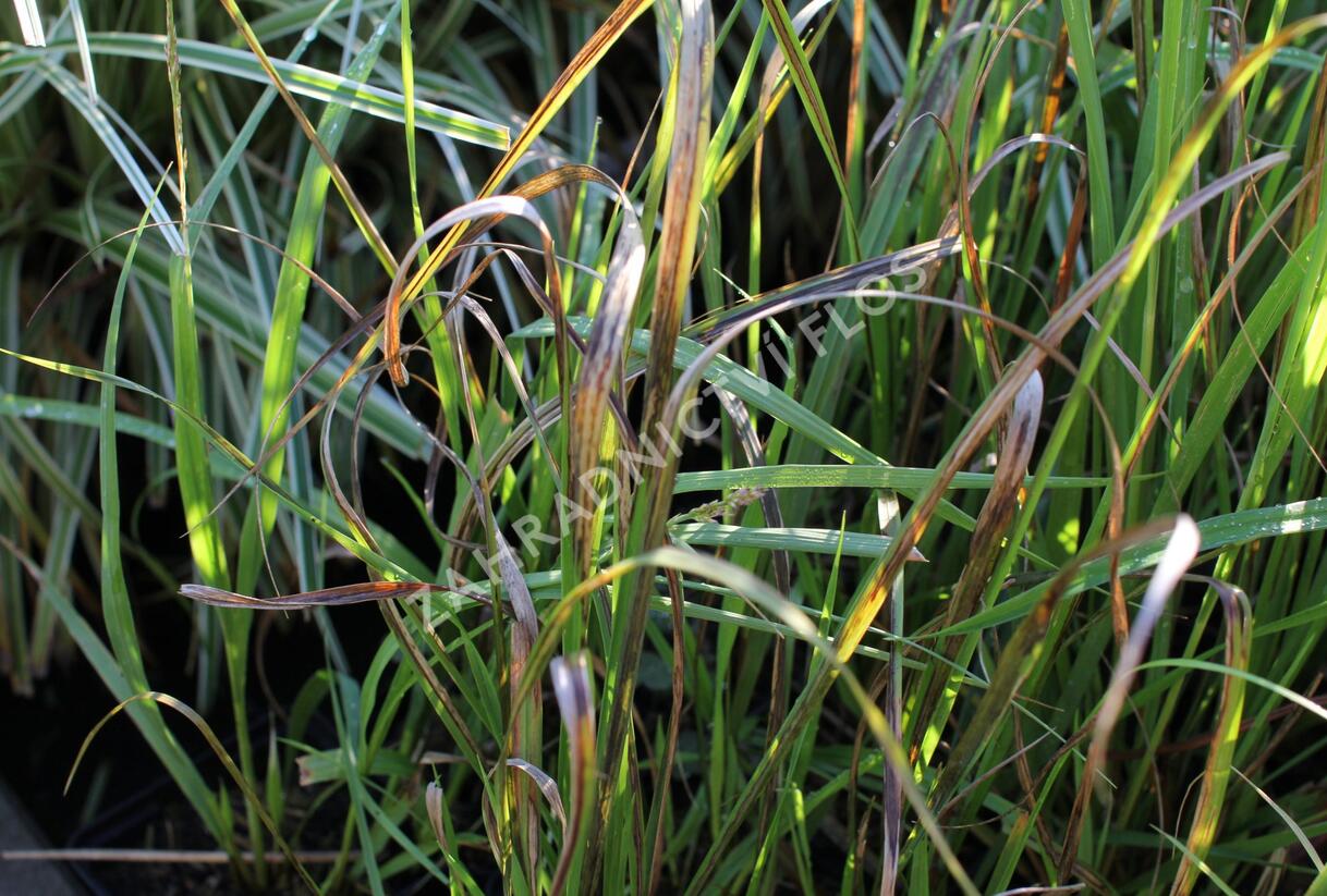 Bezkolenec modrý 'Cordoba' - Molinia caerulea 'Cordoba'