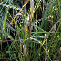 Bezkolenec modrý 'Cordoba' - Molinia caerulea 'Cordoba'