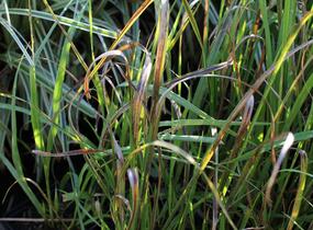 Bezkolenec modrý 'Cordoba' - Molinia caerulea 'Cordoba'
