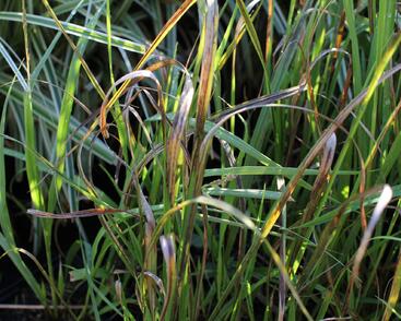 Bezkolenec modrý 'Cordoba'