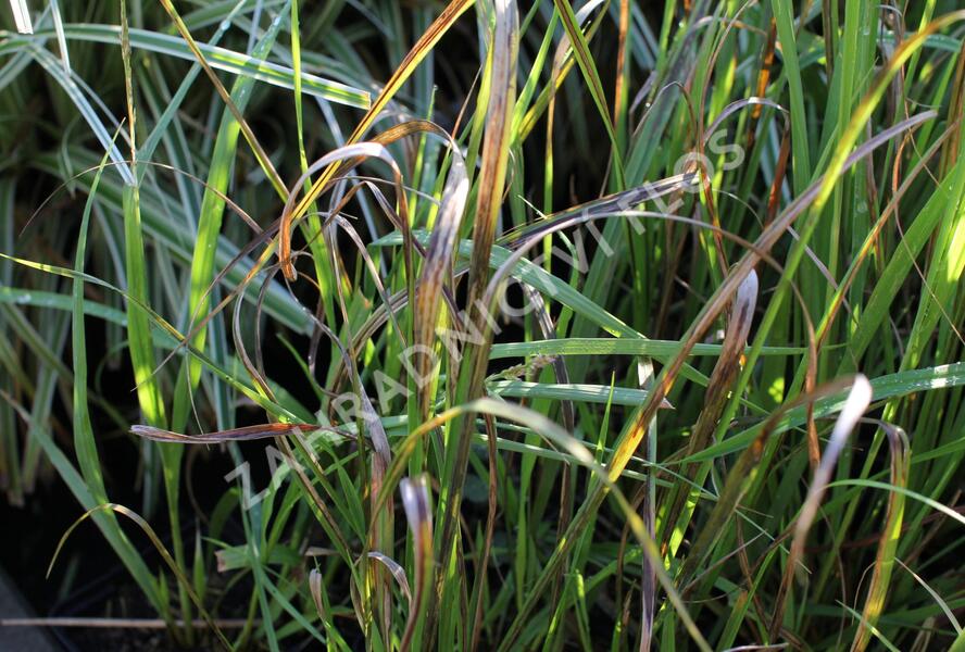 Bezkolenec modrý 'Cordoba' - Molinia caerulea 'Cordoba'